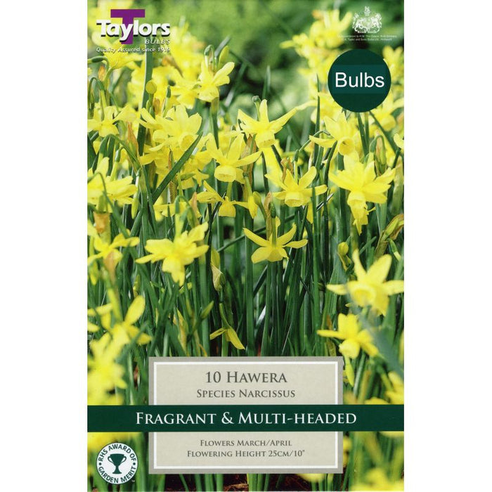 Daffodil - Narcissus 'Hawera'