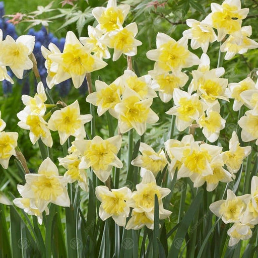 Daffodil - Narcissus 'Prom Dance'