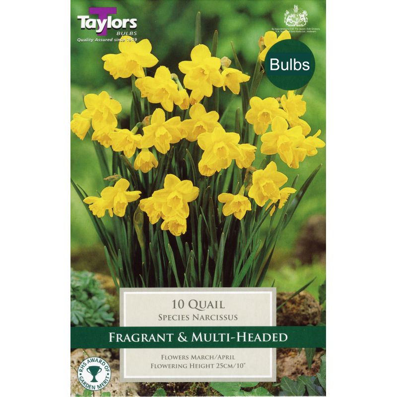 Daffodil - Narcissus 'Quail'