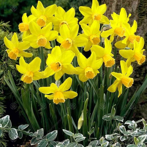 Daffodil - Narcissus 'Yellow Sailboat' Pack of 8