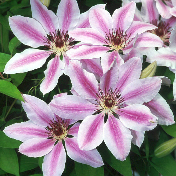 Clematis 'Nelly Moser'  2L 3 cane