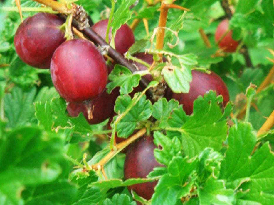 Gooseberry | Ribes 'Hinnonmaki Red'