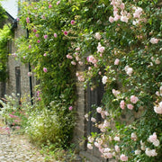 New Dawn Climbing Rose 4.5 Litre