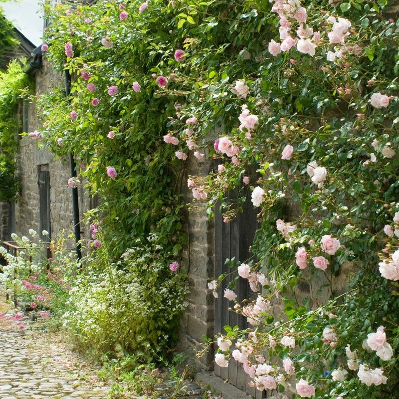 New Dawn Climbing Rose 4.5 Litre