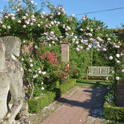 New Dawn Climbing Rose 4.5 Litre