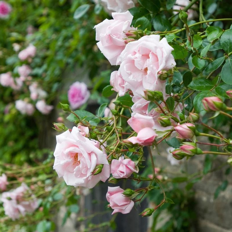 New Dawn Climbing Rose 4.5 Litre