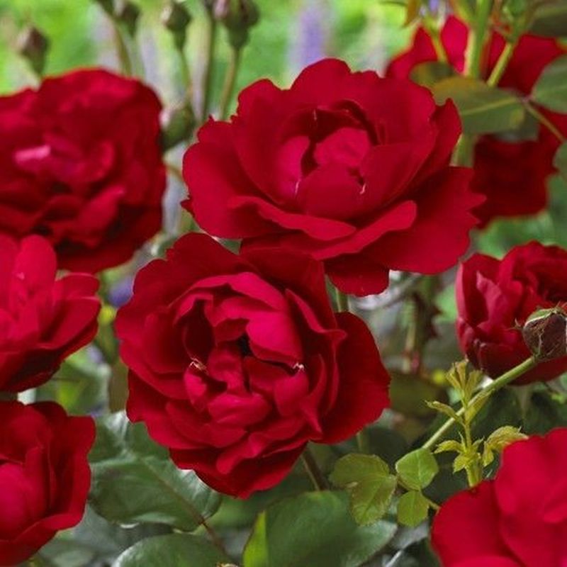 Nina Weibull Floribunda Rose 4.5 Litre