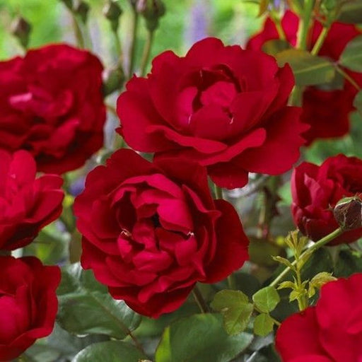 Nina Weibull Floribunda Rose 4.5 Litre
