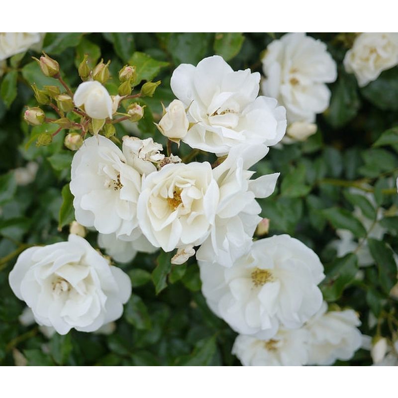 Noaschnee Ground Cover Rose 3 Litre