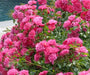 Noatraum Ground Cover Rose 3 Litre