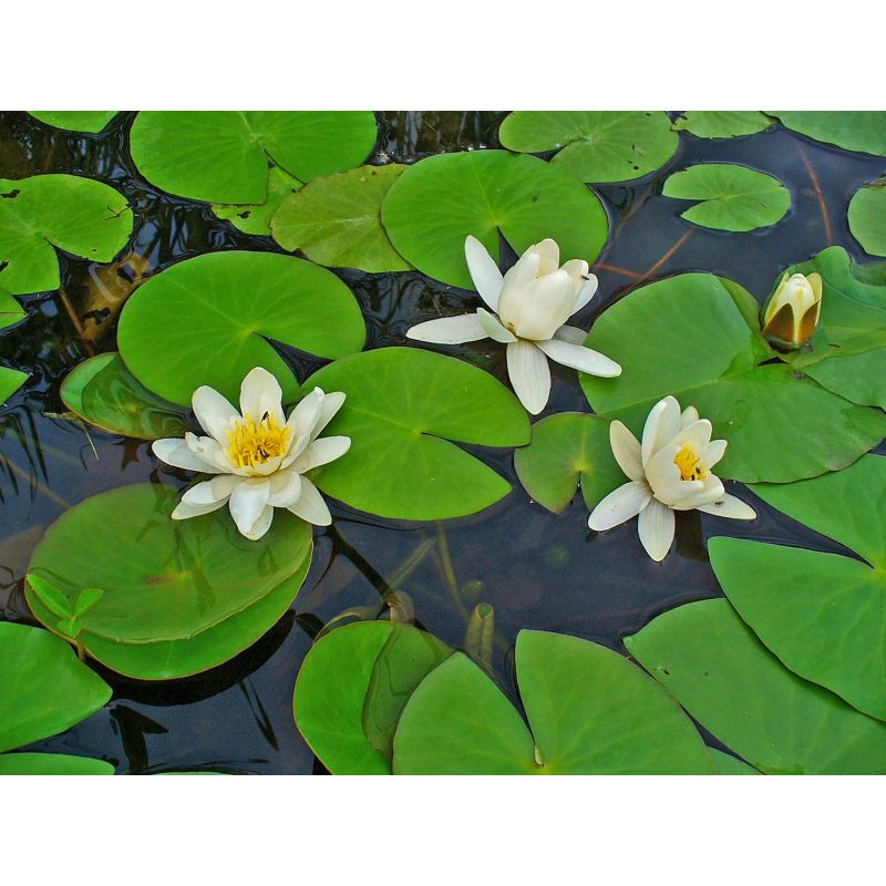 Nymphaea Alba P11