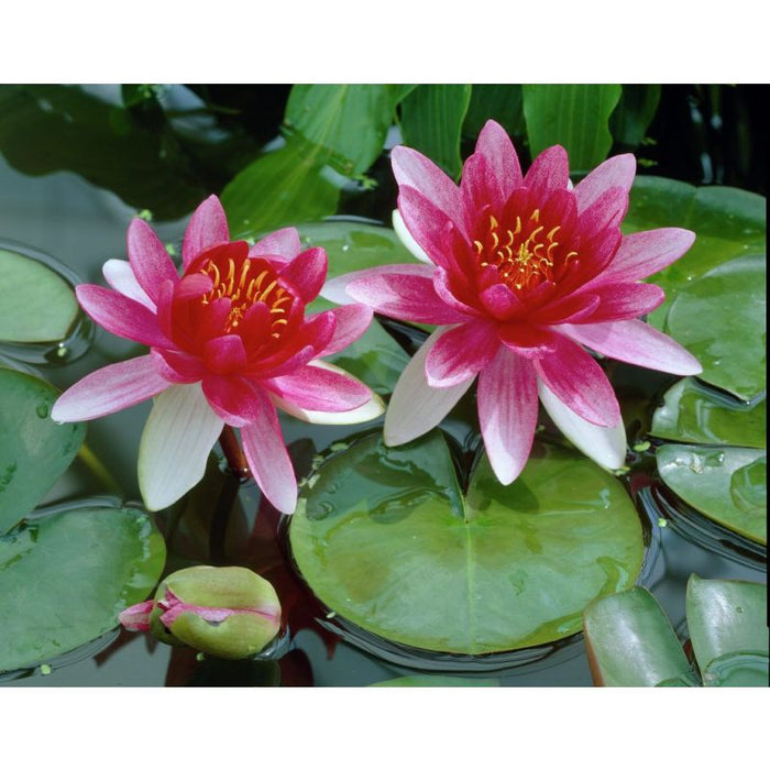 Nymphaea Attraction P11