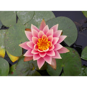 Nymphaea Aurora Water Lily P11