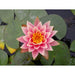 Nymphaea Aurora Water Lily P11