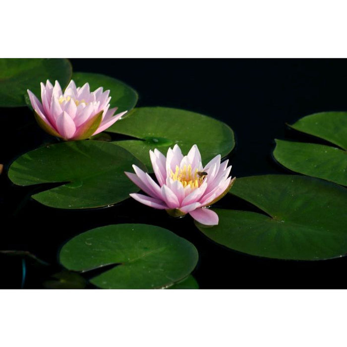 Nymphaea Fabiola | Water Lily