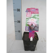 Nymphaea Firecrest Water Lily P11