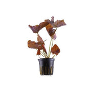 Nymphaea Lotus Potted