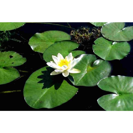 Nymphaea Marliacea Albida | Water Lily P11