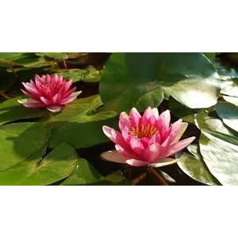 Nymphaea Marliacea Carnea Water Lily P11
