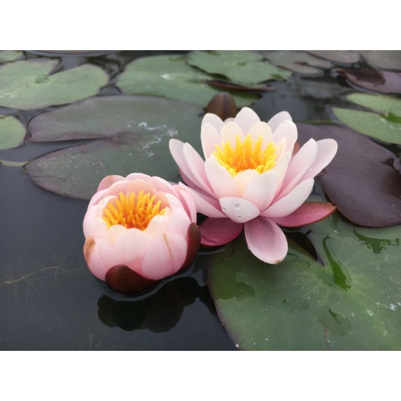 Nymphaea Marliacea Rosea Water Lily P11