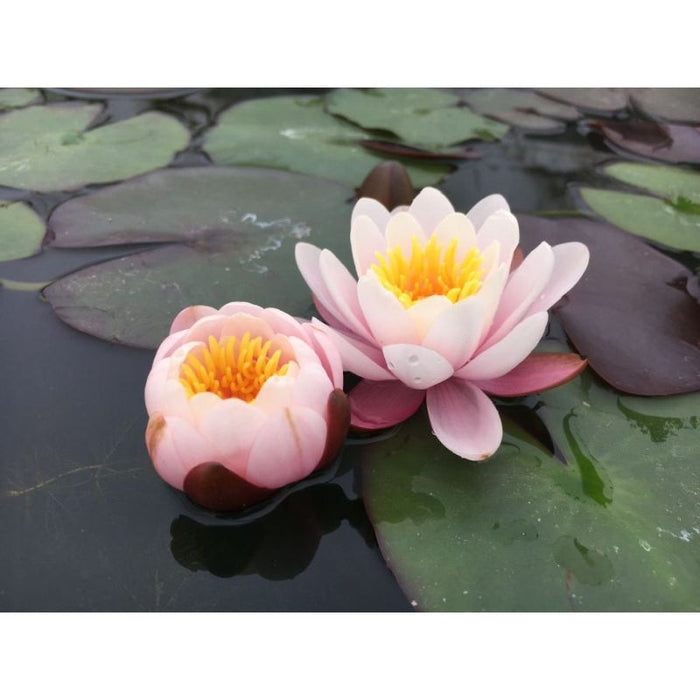 Nymphaea Marliacea Rosea Water Lily P11