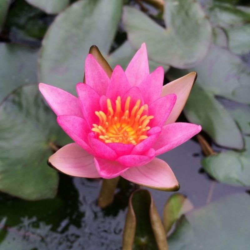 Nymphaea Pygmaea Rubra Water Lily