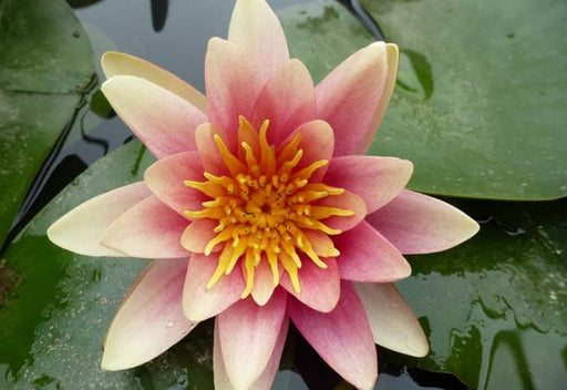 Nymphaea René Gérard Water Lily P11