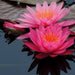 Nymphaea Rose Arey Water Lily P11