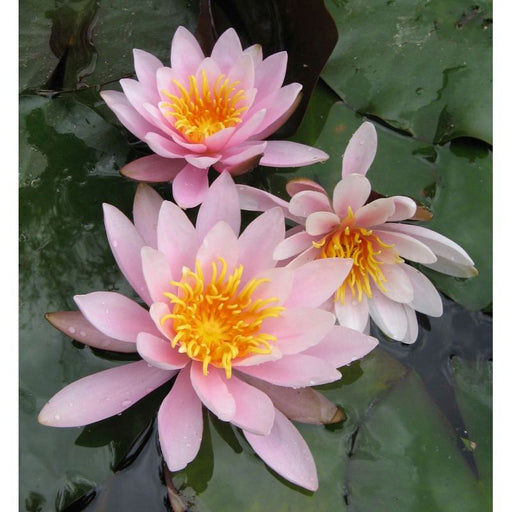 Nymphaea Rosennymphe Water Lily P11
