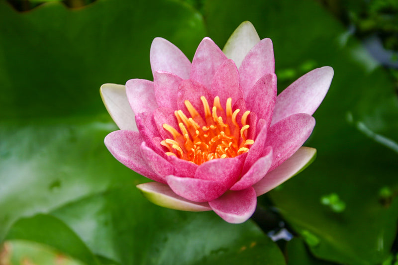 Nymphaea Fabiola Water Lily