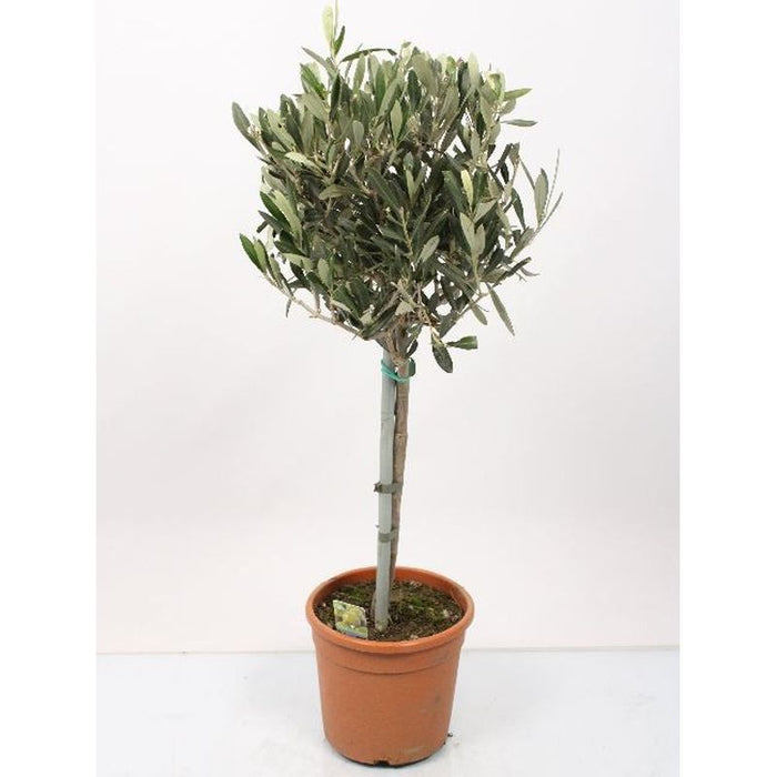 Olea Europaea | Olive Tree - Mini Stem 70cm Tall