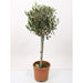 Olea Europaea | Olive Tree - Mini Stem 70cm Tall