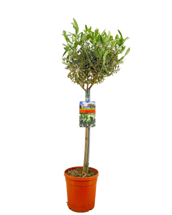 Olea europaea P19 on a stem