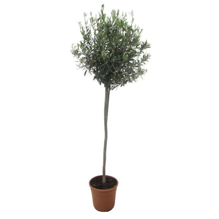 Olea Europaea | Olive Tree - Stem 90cm 170cm Tall