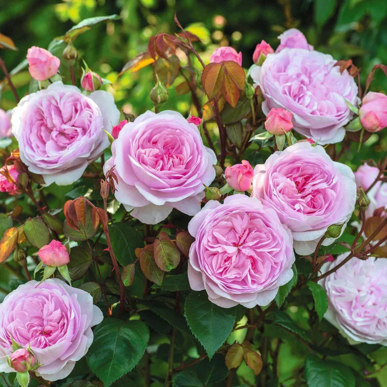 Olivia Rose Austin David Austin Fragrant Rose 6 Litre