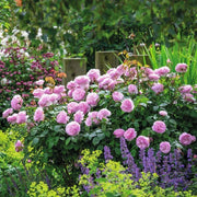 Olivia Rose Austin David Austin Fragrant Rose 6 Litre