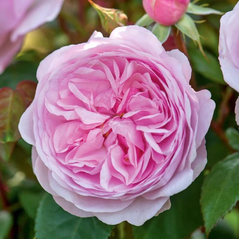 Olivia Rose Austin David Austin Fragrant Rose 6 Litre