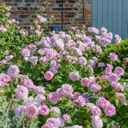 Olivia Rose Austin David Austin Fragrant Rose 6 Litre