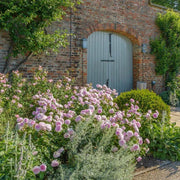 Olivia Rose Austin David Austin Fragrant Rose 6 Litre