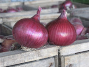 Onion Sets Electric 75 Per Pack Autumn Planting