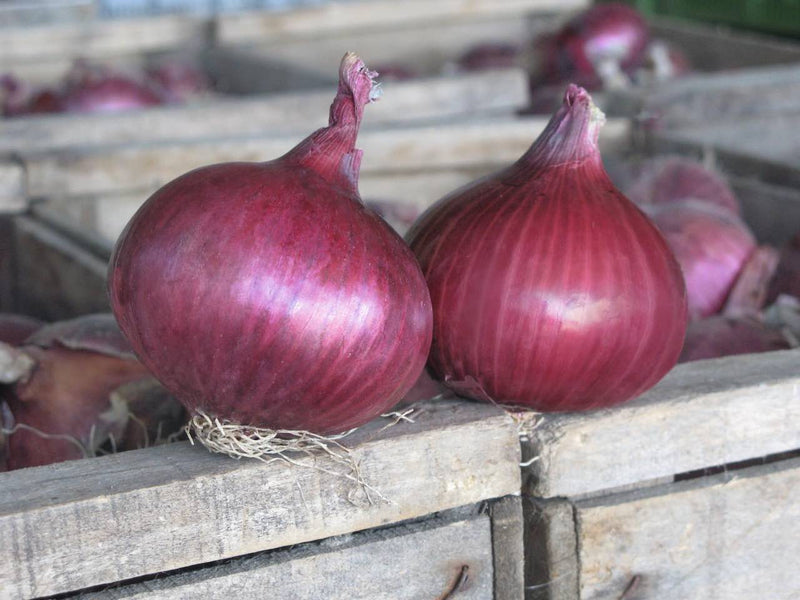 Onion Sets Electric 75 Per Pack Autumn Planting