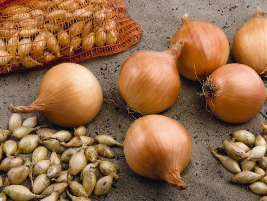 Onion Sets 'troy' 75 Per Pack - Autumn Planting