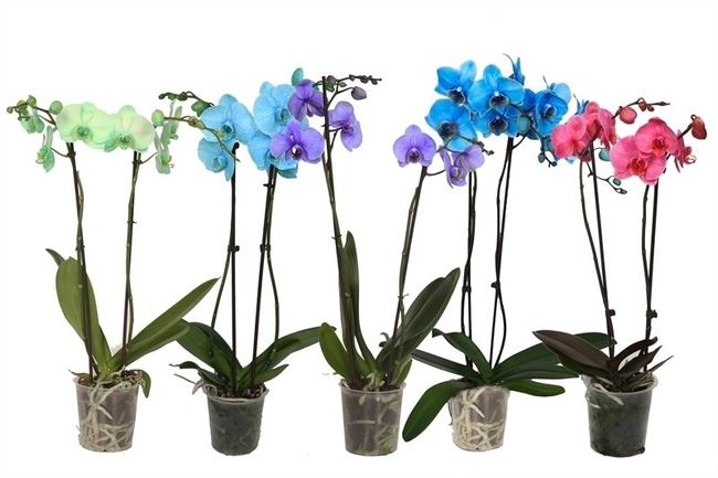 Orchid Mix Colours - Phalaenopsis 'Royal' mix P12 - 2 stem