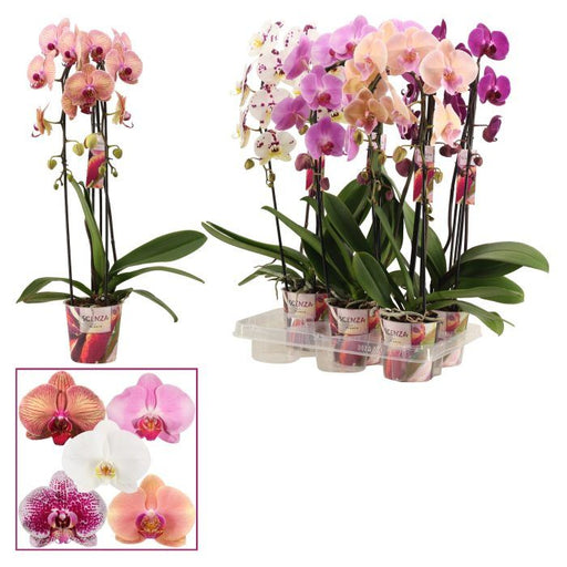 Orchid | Phalaenopsis 'Scenza' P12