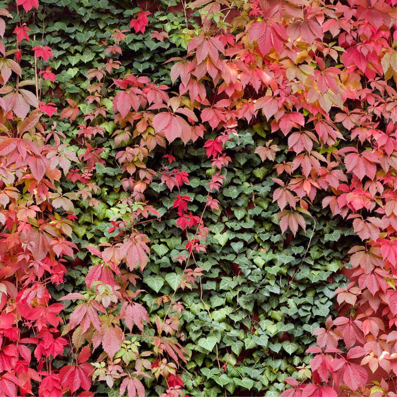 Parthenocissus quinquefolia | Virginia creeper