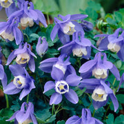 Aquilegia Spring Magic Navy and White