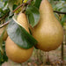 Pear 'Burre Hardy' 2 year Bush