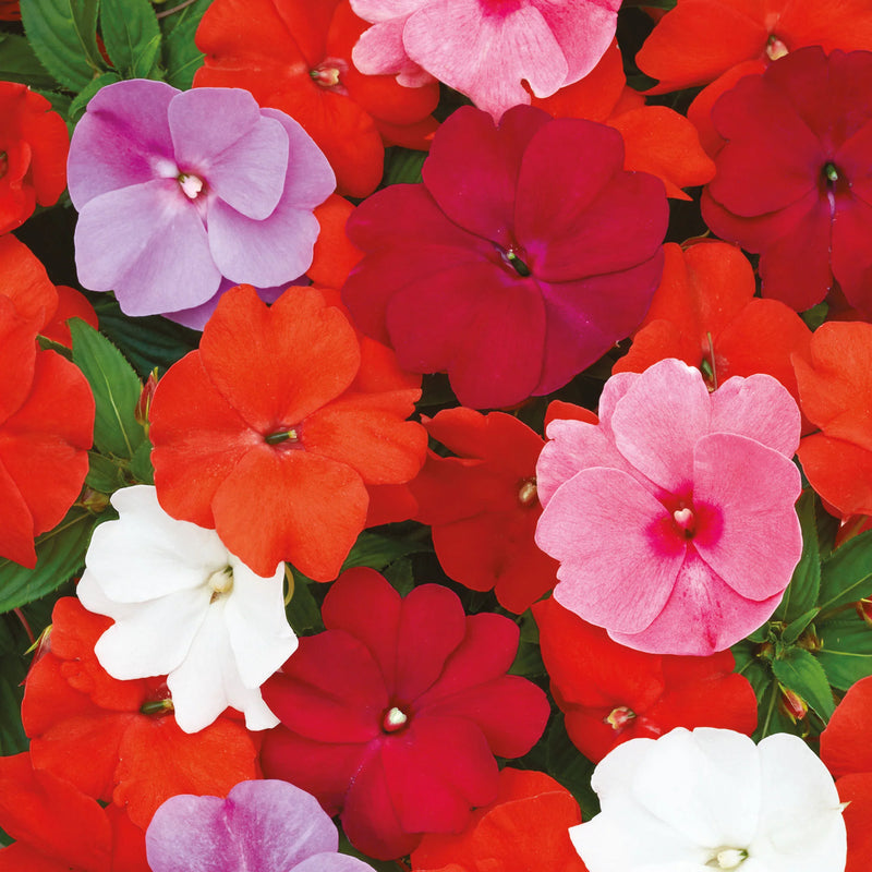 Busy Lizzie Bright Shades