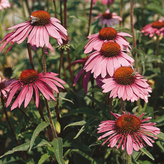 Natures Haven Echinacea Leuchstern