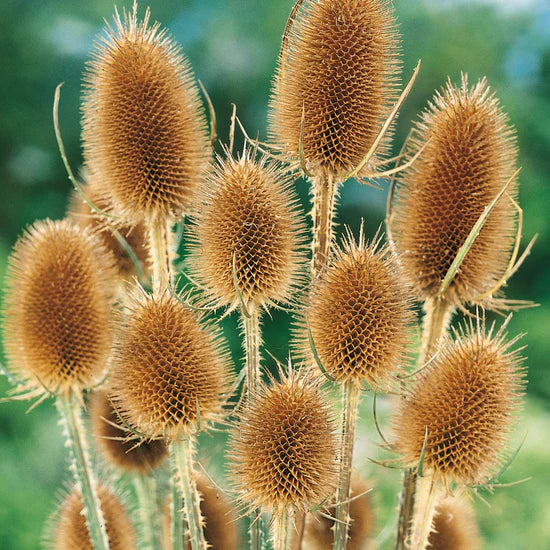 Natures Haven - Teasel Winter Bouquet